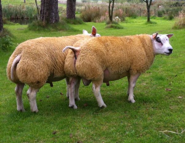 wholesale Texel sheep supplier