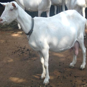 wholesale Laoshan goat Supplier