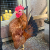 Wholesale Serama Chicken Supplier