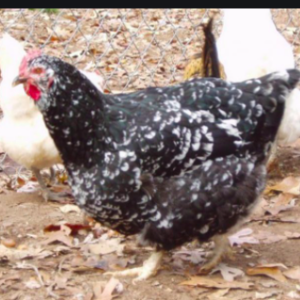 Wholesale Java Chicken Supplier