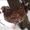 wholesale Orloff chicken supplier