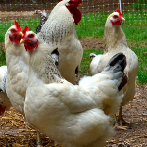 wholesale Delaware chicken supplier