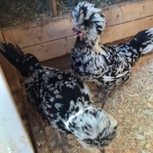 wholesale Houdan chicken supplier