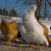 wholesale Chantecler chicken supplier