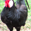 wholesale Minorca chicken supplier