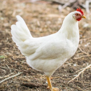 wholesale Leghorn chicken supplier