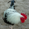 wholesale Dorking chicken supplier