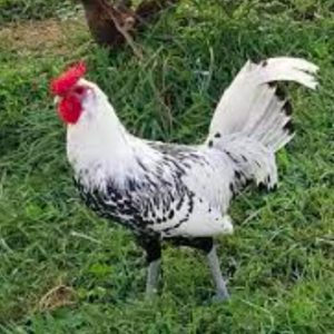 wholesale Hamburg chicken supplier