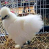 wholesale Silkie chicken supplier