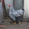 wholesale Wyandotte chicken supplier