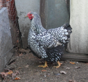 wholesale Wyandotte chicken supplier