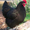 wholesale Australorp chicken supplier