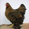 wholesale Cochin chicken supplier