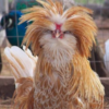 wholesale Polish chicken supplier