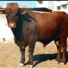 Wholesale Retinta Cattle