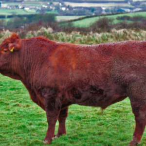 Wholesale North Devon Cattle