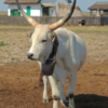 Wholesale Hungarian grey cattle