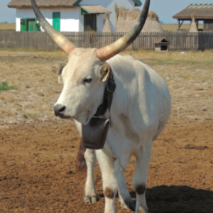 Wholesale Hungarian grey cattle