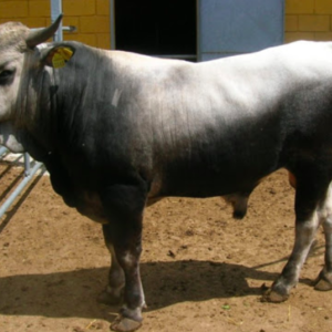 wholesale podolica cattle