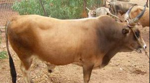 Wholesale N'Dama Cattle