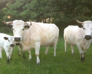 wholesale White Park Cattle