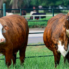 wholesale Braford Cattle