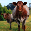 wholesale Dairy Shorthorn Supplier