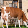 wholesale Montbéliarde cattle supplier