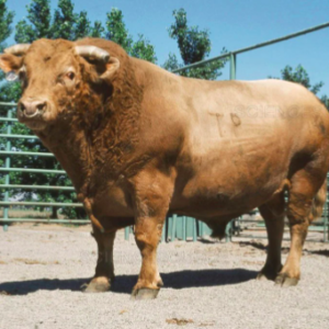 wholesale Beefalo Cattle