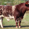 wholesale sussex cattle supplier