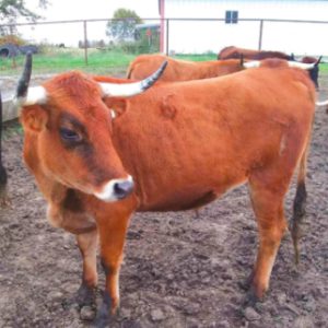 wholesale Corriente cattle