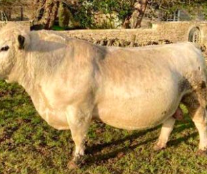 Wholesale British White Cattle