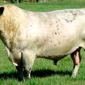 Wholesale British White Cattle