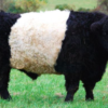 wholesale Belted Galloway Supplier