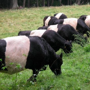 wholesale Belted Galloway Supplier