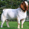 wholesale Boer goat Supplier