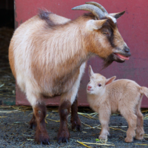 Wholesale Pygmy Goat Supplier