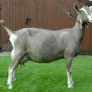 wholesale Toggenburg goat supplier