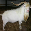 Wholesale Kiko Goat Supplier