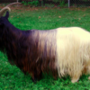 Wholesale Angora Goat Supplier