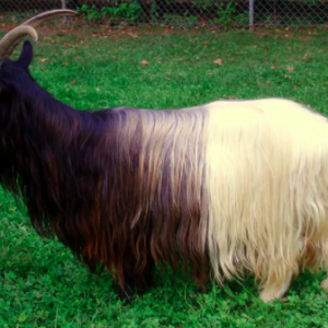 Wholesale Angora Goat Supplier