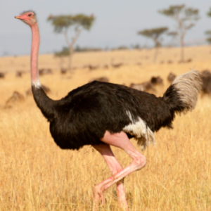 Cheap wholesale ostrich supplier