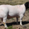 wholesale Dorper Sheep Supplier