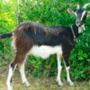 wholesale poitou goat supplier