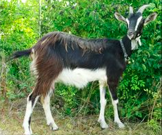 wholesale poitou goat supplier