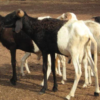 wholesale Sahelian goat supplier