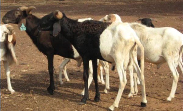 wholesale Sahelian goat supplier