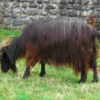 wholesale Pyrenean goat supplier