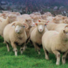 wholesale Dorset Horn sheep