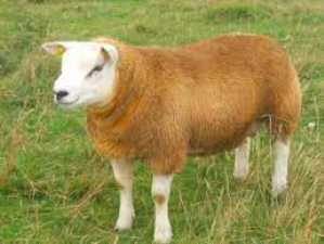 wholesale Texel sheep supplier